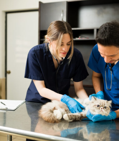 Two veterinarians holding down a persian cat at the exam table. Caucasian professional woman vet using a stethoscope hearing the heart of a sick fluffy cat